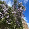 flora_priv17