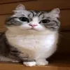 ruslantiktok08