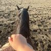horsegirl9573