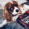 booklover3.1