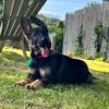 bo_the_shepherdri