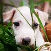 dogltly