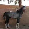 sameralfaraj7