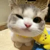 stellar_gwapa0