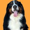 axel.the.bernese