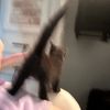 imabeutycat