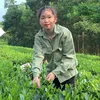 Thương trà TN
