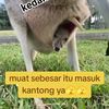 bos_kanguru1