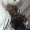 theginnepigs