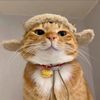 ❤️‍🔥lovecat