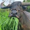 cainikangal