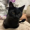 .tacodog_