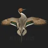 اصوات الطيور  ⚚