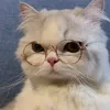 liliana.cat8