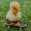 dumpyduckling2
