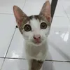 whosshan1