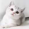dogcatloveuboth
