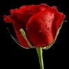 shainesohail6