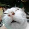 katmarr