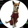Street Dog pluto