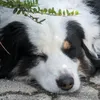 doggy_dieter