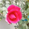 itsbeautifullife4