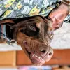 fitz_pets