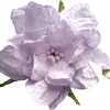 hgiigi_i