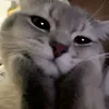 rintaplmvd
