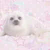 mel0p4wzzx