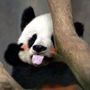 king.panda972