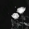 blossom_taylor2