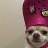 dogpinkcroc