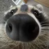 oreodragonraccon