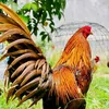 phng.nghi402