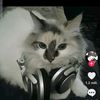 fandegatitos51