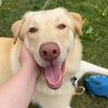 buck_the_pup_