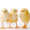 poultryfarm7863