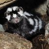 scottytheskunk