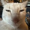 thorstiktokaccount