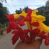 binod.rai170