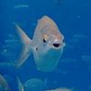 fish11178