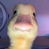 mrduck67676