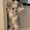 haneen.ahmed2284