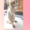 di_nis5