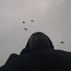 urpenguin2
