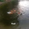 hoi.thch08