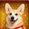 sandy_the_corgi
