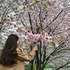 ami_akk