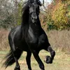 kamal.sarko